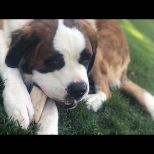 Meet your Posher, Brynli